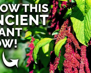 Amaranth: The Prehistoric Crop You Can Still Grow 🦕