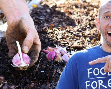 This Clever Method of Planting Garlic Makes it TOO EASY to Maximize Your Yield in the Garden