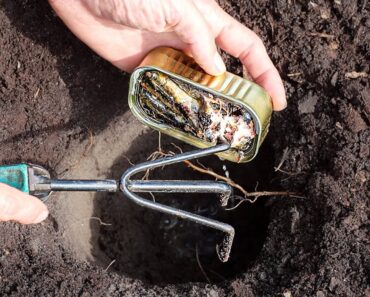 I Buried Fish Under My Tomato Plants and THIS Happened 🤯