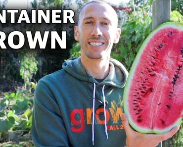 How to Grow WATERMELONS in CONTAINERS, Cheap and Easy Patio Gardening