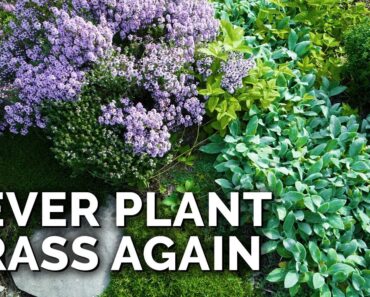 3 Sustainable Lawn Alternatives (for Cold Climates)