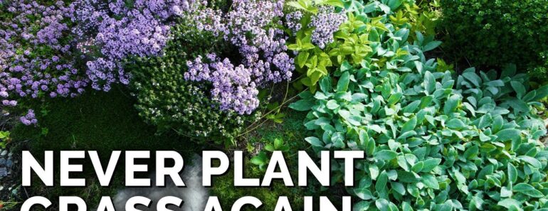 3 Sustainable Lawn Alternatives (for Cold Climates)