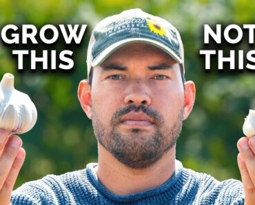 Watch This Before You Plant Garlic