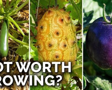 Don’t Bother Growing These 9 Crops