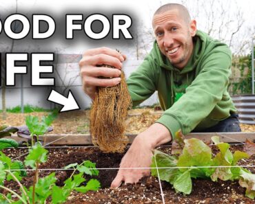 5 Perennials to Plant Once that will Feed You Forever…