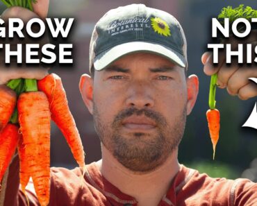 Watch This BEFORE You Plant Carrots 🥕