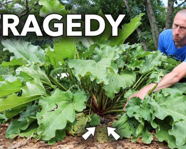 unexpected discovery reveals tragedy in the garden…