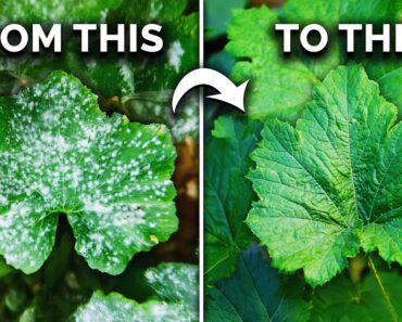 The TRUTH About Using Hydrogen Peroxide In Your Garden