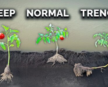 What Happens When You Transplant Tomatoes 3 Different Ways?