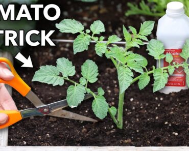 Trick Tomatoes for More Fruit…