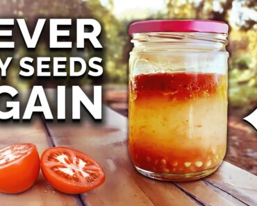 How to Save Seeds: Seed Saving Techniques EXPLAINED