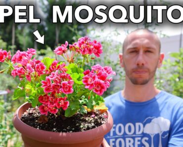 10 Plants That Repel Mosquitoes 🦟🚫