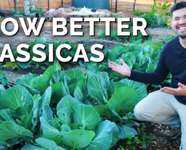 7 Tips to Grow Great Cabbage, Cauliflower, Broccoli, and More!