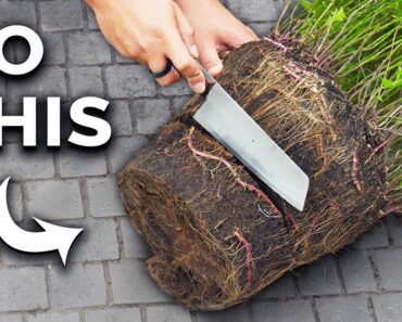 How to Grow Mint in Containers (And Get a Huge Harvest)