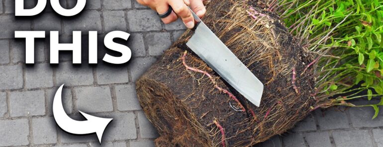 How to Grow Mint in Containers (And Get a Huge Harvest)