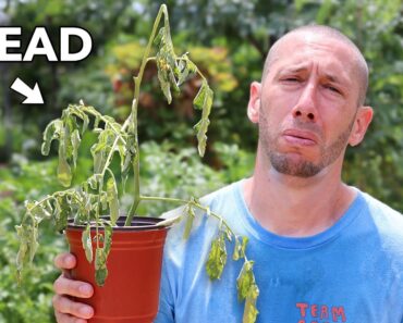 the heat is killing all my plants… 7 ways to save your garden