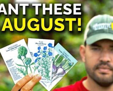 8 Crops You Can STILL Plant in August RIGHT NOW!