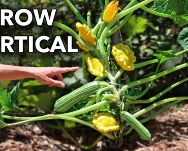 How to Grow Squash Vertical