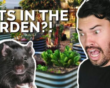 How to Prevent and Control RATS in Your Garden 🐀 😱