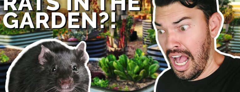 How to Prevent and Control RATS in Your Garden 🐀 😱