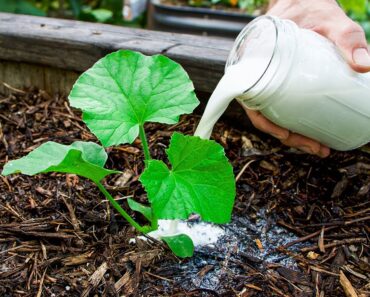 7 Clever Tips For Getting Massive Cucumber Harvests And Extending Your Season 7 Clever Tips For Getting Massive Cucumber Harvests And Extending Your Season