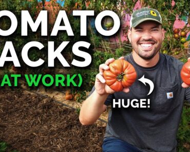 9 Tomato Growing Tips (That Actually Work)