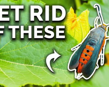 Get Rid Of Squash Vine Borers For Good!