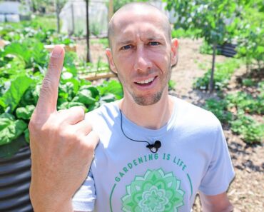 Doing This ONE THING Eliminates 90% of PEST PROBLEMS in the Garden