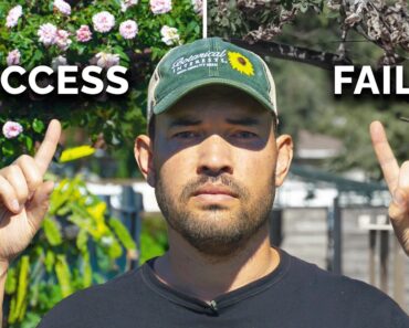 7 Rose Growing Mistakes to AVOID