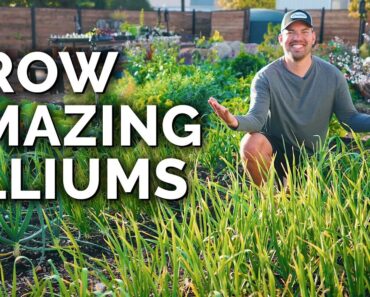 8 Tips to Grow Perfect Onions, Garlic, and Leeks