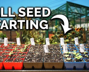 What I’m Planting In My Fall Garden