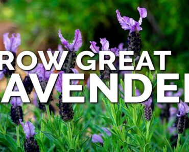 5 Tips to Grow Perfect Lavender