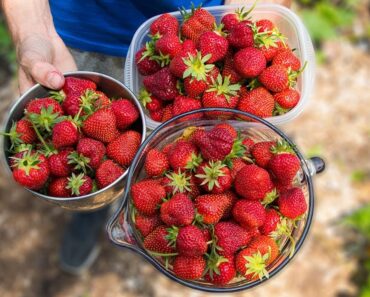 How to Grow and Harvest The Best Strawberries | Gardening Tips and Tricks