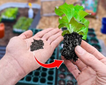 This New Method of Starting Seeds Will Change Your Life