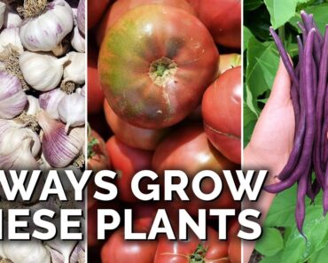 9 Plants You Should ALWAYS Grow