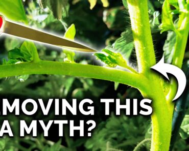 9 Tomato Growing Myths to Avoid!