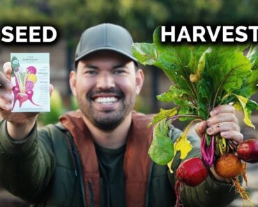How to Grow Beets (From Seed To Harvest) 🌱
