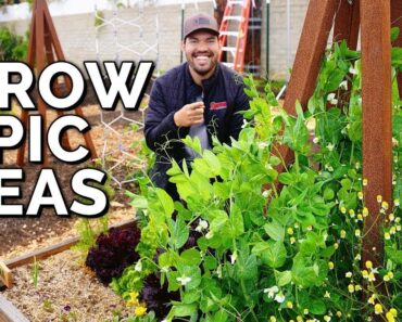 How to Grow Peas From Seed to Harvest