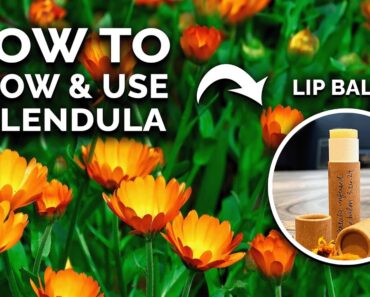 Calendula: The Flower You’re Not Growing (But Should Be)