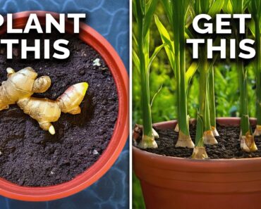 How to Grow Ginger in Containers And Get a Huge Harvest