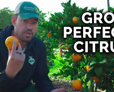 How to Plant, Grow, & Care for Citrus Trees (COMPLETE GUIDE)