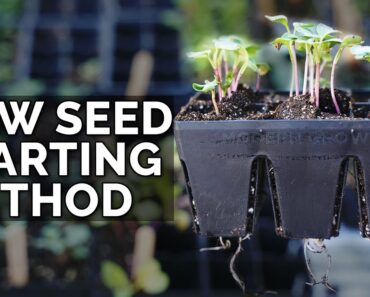 My NEW Favorite Seed Starting Method 🌱🌱🌱