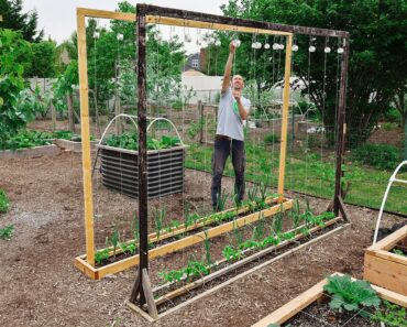 This Method of Trellising Tomatoes is a Game Changer!