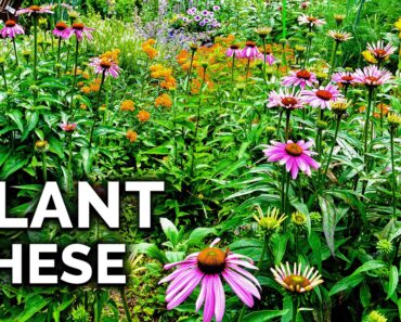 How to Plant a Pollinator Garden