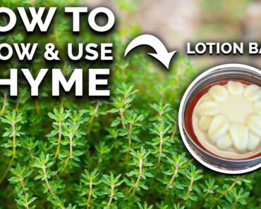 Thyme: How to Grow & Use This Amazing Herb (COMPLETE GUIDE)