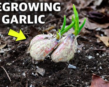 Brilliant Way to REGROW Garlic for FREE Every Year!