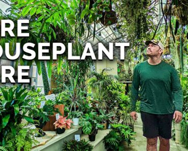 Secret Houseplant Care Tips From a Master Houseplant Grower