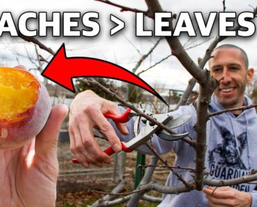 How to Prune a Peach Tree in 4 Simple Steps!