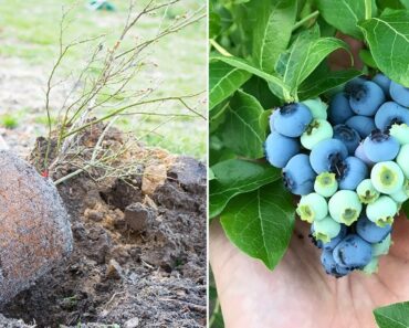 How to Grow Blueberries, Complete Growing Guide