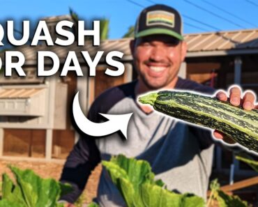 How to Grow Squash | Basic Tips for Incredible Success